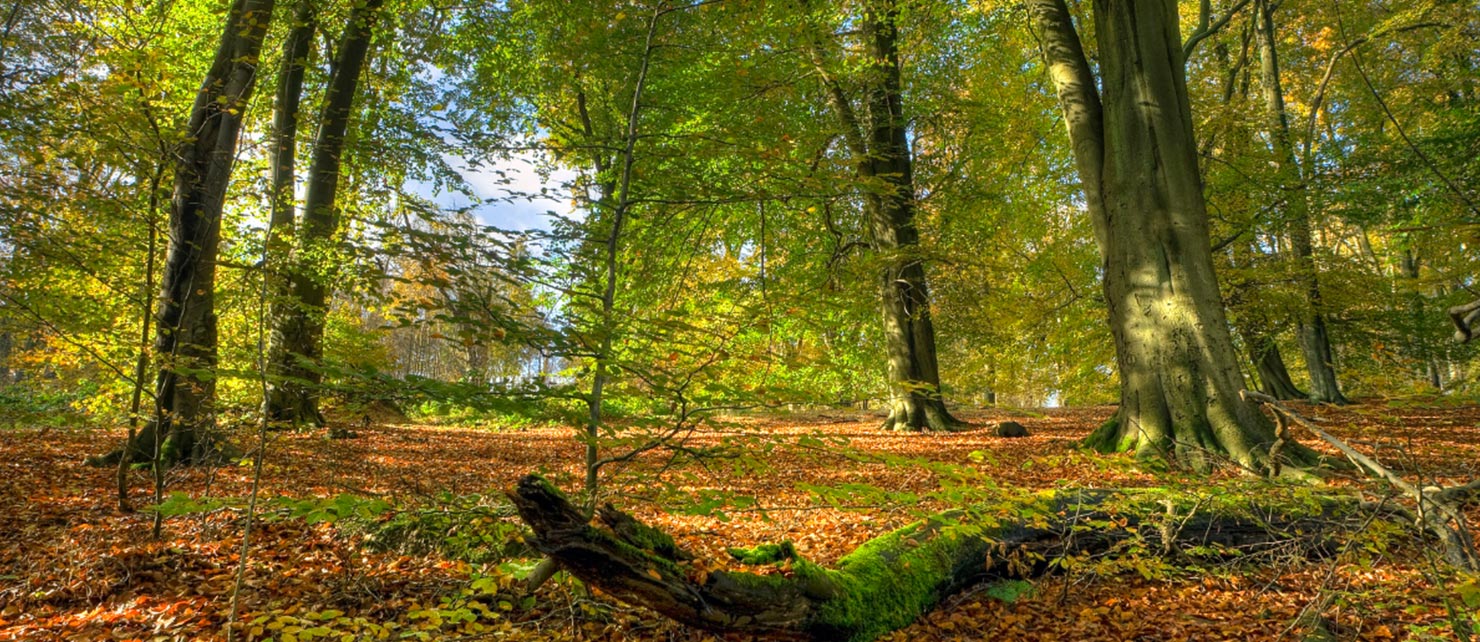 Terrasse ces essences bois que vous devriez recommander aux particuliers