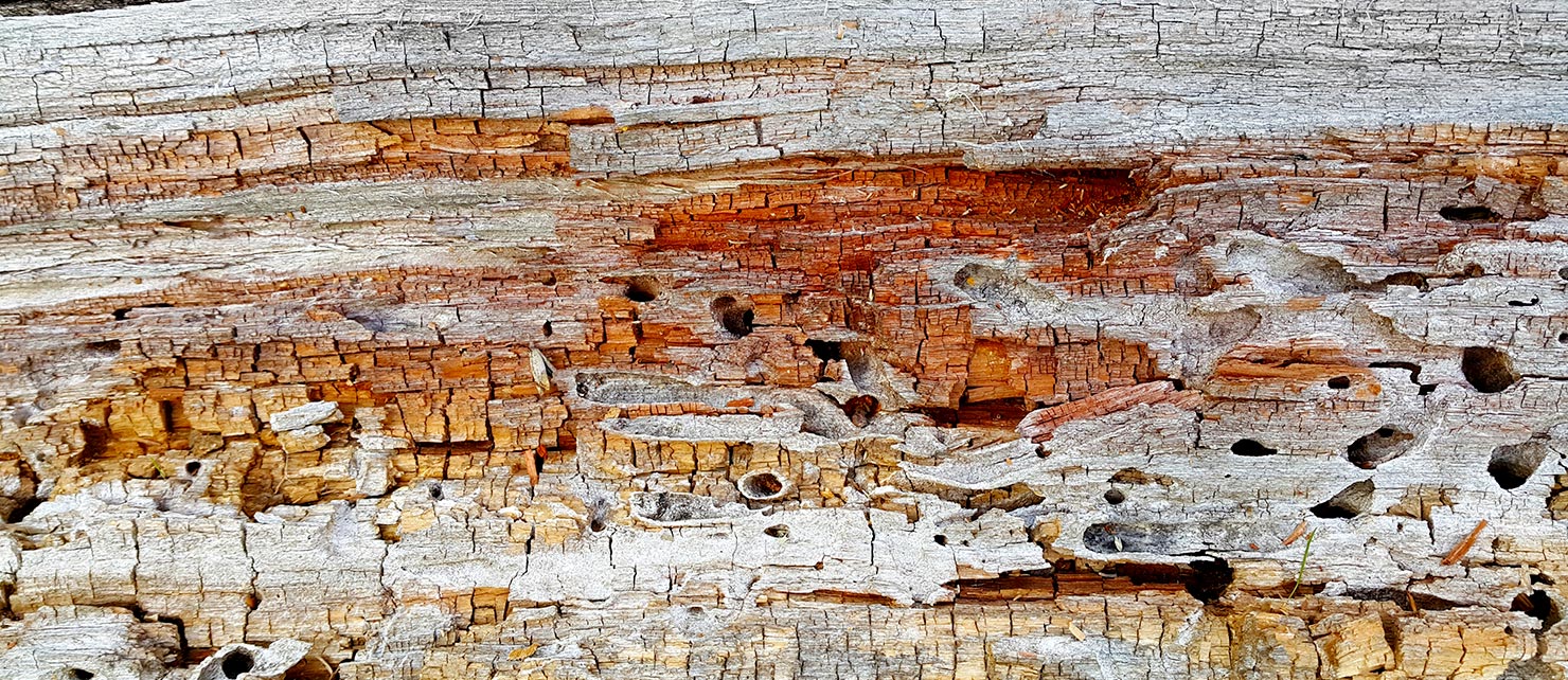 Vers de bois et charpente un défi structurel